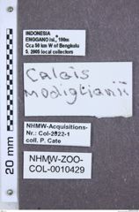 Etikette zu Calais modiglianii (NHMW-ZOO-COL-0010429)